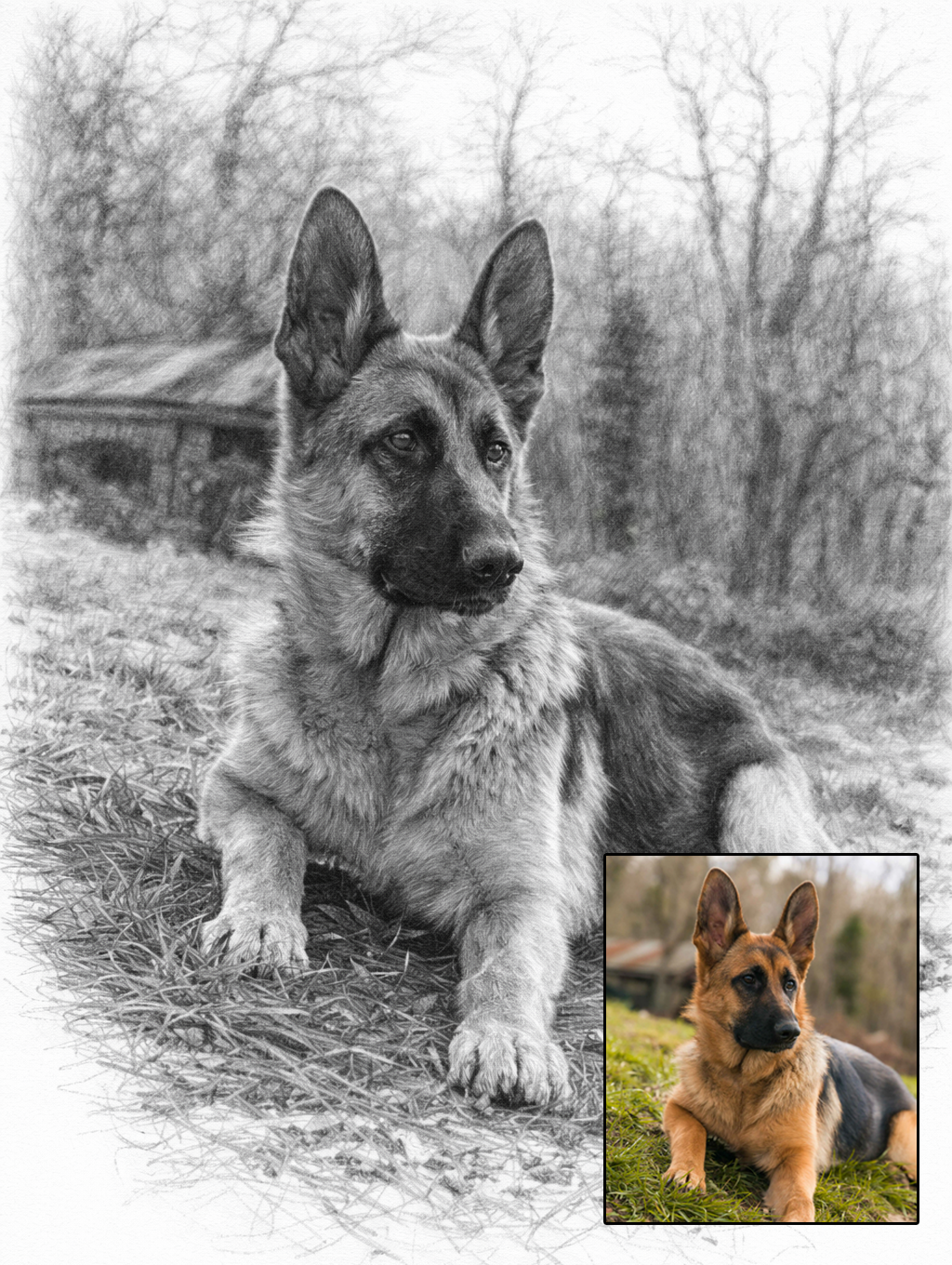 Pet portrait in pencil